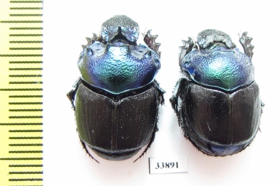 Diastellopalpus thomsoni, pair  Tanzania - INSECTS-STORE.RU