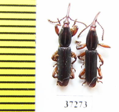 Brentidae sp.  South Africa Rep. - INSECTS-STORE.RU