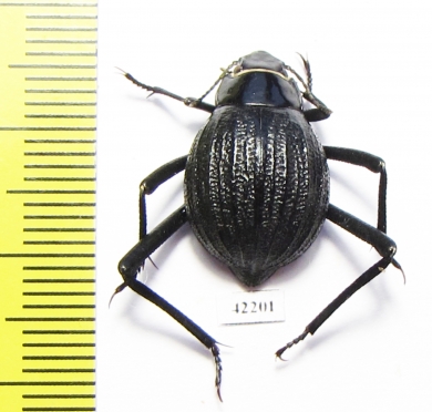 Onymacris sp.  Namibia - INSECTS-STORE.RU