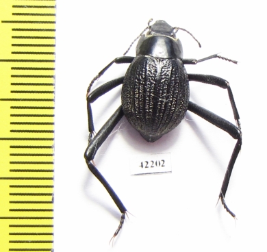 Onymacris sp.  Namibia - INSECTS-STORE.RU