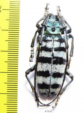 Anoplophora amoena  Malaysia - INSECTS-STORE.RU