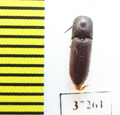 Eucnemidae sp.  South Africa Rep. - INSECTS-STORE.RU