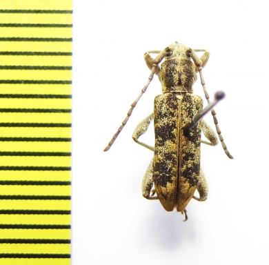 Cerambycidae sp.  Australia - INSECTS-STORE.RU