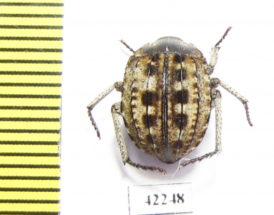 Tenebrionidae sp.  South Africa Rep. - INSECTS-STORE.RU