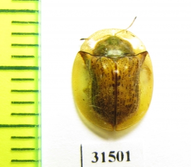 Chrysomelidae sp.  Tanzania - INSECTS-STORE.RU