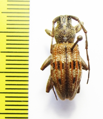 Hexatricha pulverulenta  New Zealand - INSECTS-STORE.RU