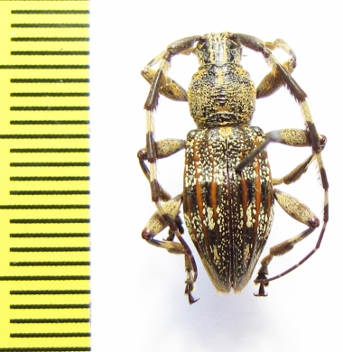 Hexatricha pulverulenta  New Zealand - INSECTS-STORE.RU