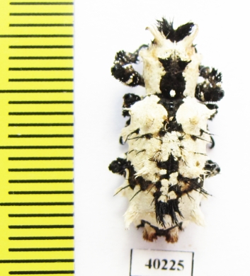 Lithinus nigrocristatus  Madagascar - INSECTS-STORE.RU