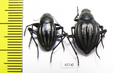 Tenebrionidae sp., pair  South Africa Rep. - INSECTS-STORE.RU