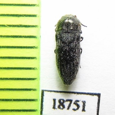 Acmaeoderella cinerea  Kirgizstan - INSECTS-STORE.RU