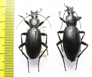 Carabus (Deroplectes) dokhtouroffi, pair  Tajikistan - INSECTS-STORE.RU