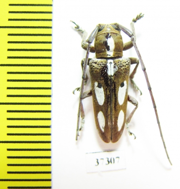 Prosopocera sp.  South Africa Rep. - INSECTS-STORE.RU