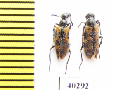 Meloidae sp.  Armenia - INSECTS-STORE.RU