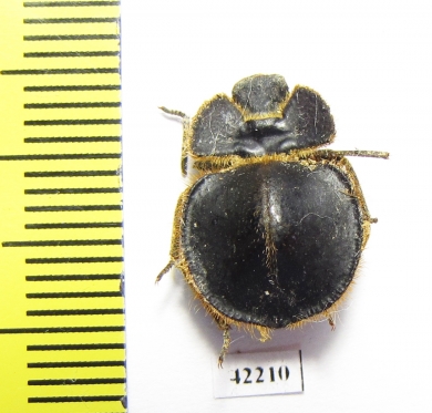 Pogonobasis sp.  South Africa Rep. - INSECTS-STORE.RU