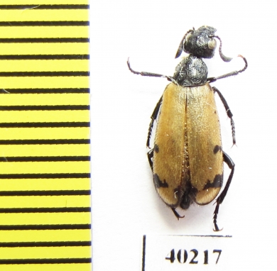 Meloidae sp.  Iran, Kurdistan prov. - INSECTS-STORE.RU