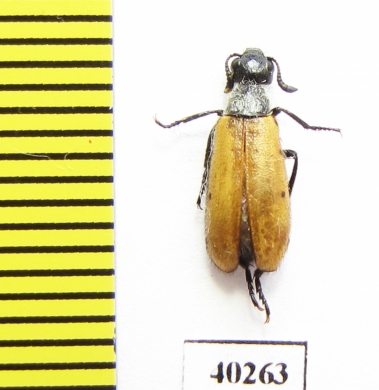 Meloidae sp.  Iran, Kurdistan prov. - INSECTS-STORE.RU