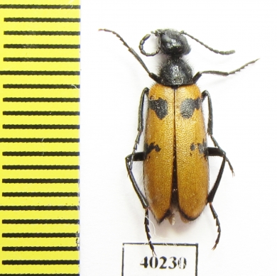 Mylabris nuristanica  Afghanistan - INSECTS-STORE.RU