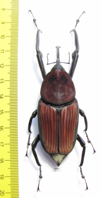 Macrochirus praetor  Malaysia 69/75mm - INSECTS-STORE.RU