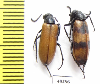 Mylabris ? apicenigra  Iran, Kerman prov. - INSECTS-STORE.RU