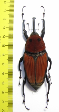 Macrochirus praetor, female  Malaysia 70/79mm - INSECTS-STORE.RU