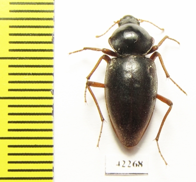 Tenebrionidae sp.  Namibia - INSECTS-STORE.RU