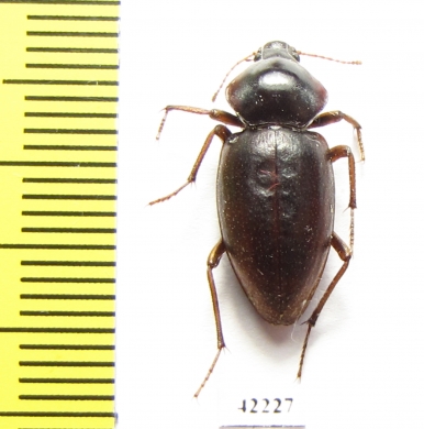 Tenebrionidae sp.  Namibia - INSECTS-STORE.RU