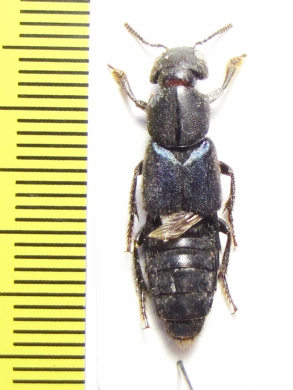 Staphylinidae sp.  Kenya - INSECTS-STORE.RU