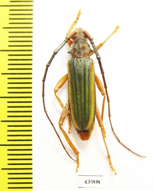 Chlorida sp.  Peru - INSECTS-STORE.RU