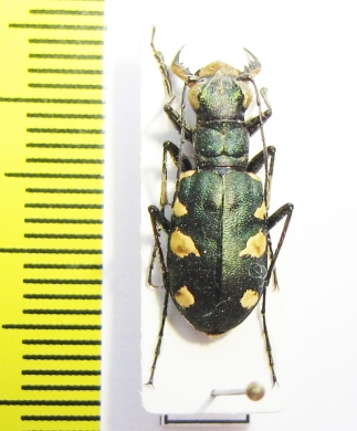 Cicindela granulata atava  Kirgizstan - INSECTS-STORE.RU