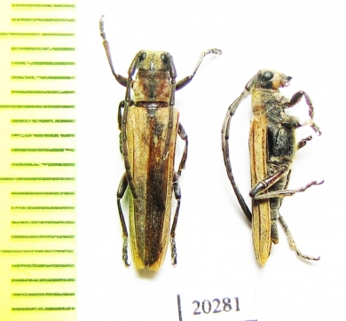 Cerambycidae sp.  Kenya - INSECTS-STORE.RU