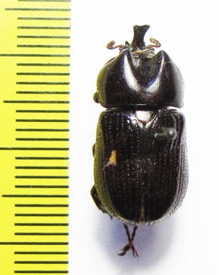 Xenodorus janus  Guinee - INSECTS-STORE.RU