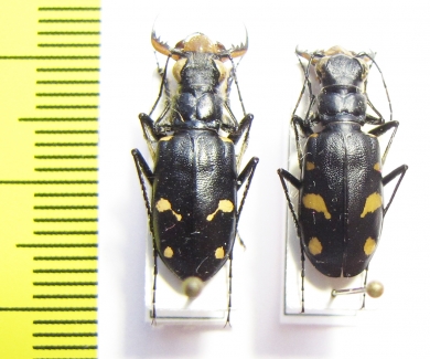 Cicindela granulata, pair  Uzbekistan - INSECTS-STORE.RU