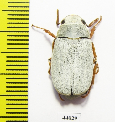 Melolonthinae sp., male  China, Guangxi prov. - INSECTS-STORE.RU