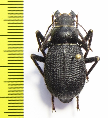 Trachyderma grandis  Iran, Hormozgan prov. - INSECTS-STORE.RU