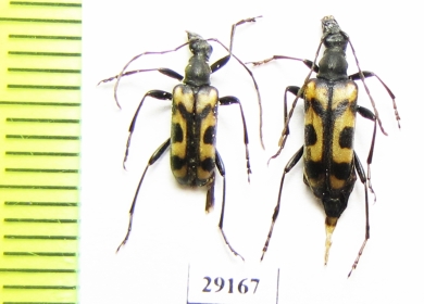 Evodinellus borealis, pair  Russia, Tver reg. - INSECTS-STORE.RU