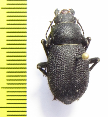 Thriptera kraatzi  Iran, Hormozgan prov. - INSECTS-STORE.RU