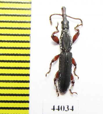 Brentidae sp.  Tanzania - INSECTS-STORE.RU