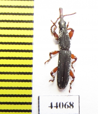 Brentidae sp.  Tanzania - INSECTS-STORE.RU