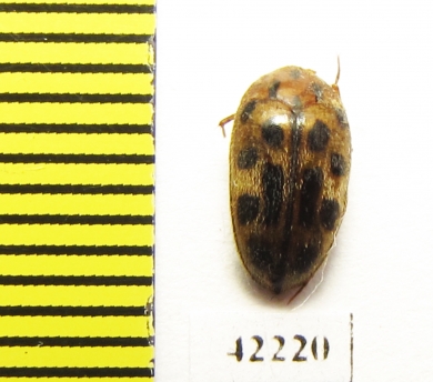 Melandryidae sp.  Peru - INSECTS-STORE.RU