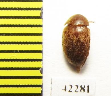 Melandryidae sp.  Peru - INSECTS-STORE.RU