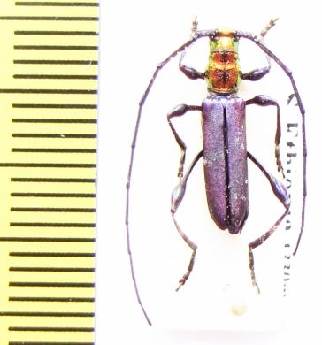 Euporus abyssinicus  Ethiopia - INSECTS-STORE.RU