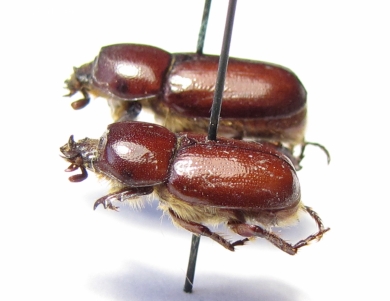 Pycnoshema suillum, pair  Guinee - INSECTS-STORE.RU