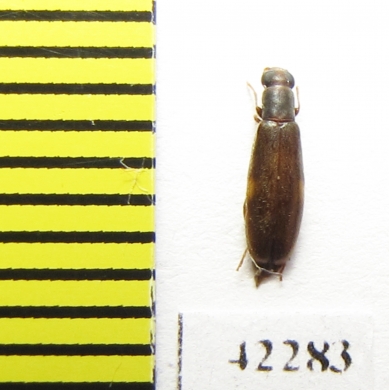 Mycteridae sp.  Peru - INSECTS-STORE.RU