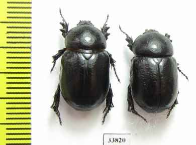 Podalgus sp.  Morocco - INSECTS-STORE.RU