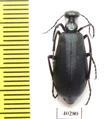 Cyaneolytta sp.  Senegal - INSECTS-STORE.RU