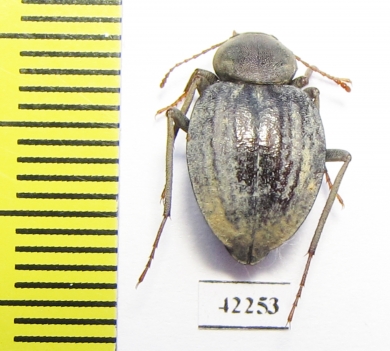 Tenebrionidae sp.  Angola - INSECTS-STORE.RU