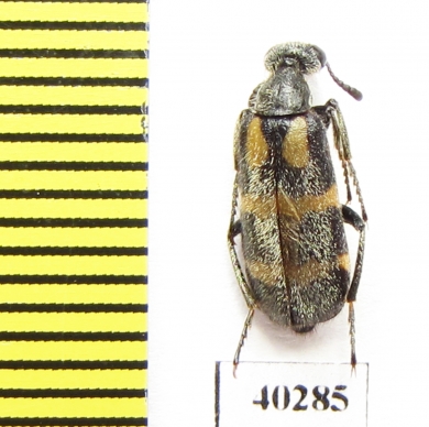 Meloidae sp.  Senegal - INSECTS-STORE.RU