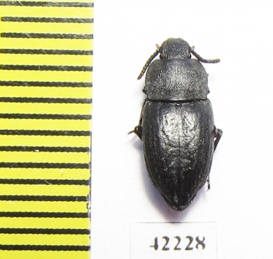 Tenebrionidae sp.  Angola - INSECTS-STORE.RU