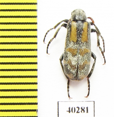 Meloidae sp.  Senegal - INSECTS-STORE.RU