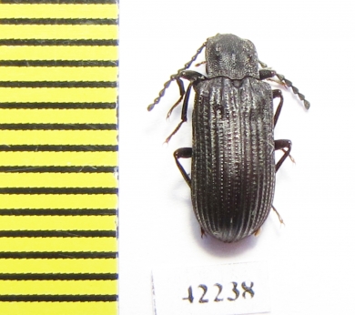 Tenebrionidae sp.  Angola - INSECTS-STORE.RU